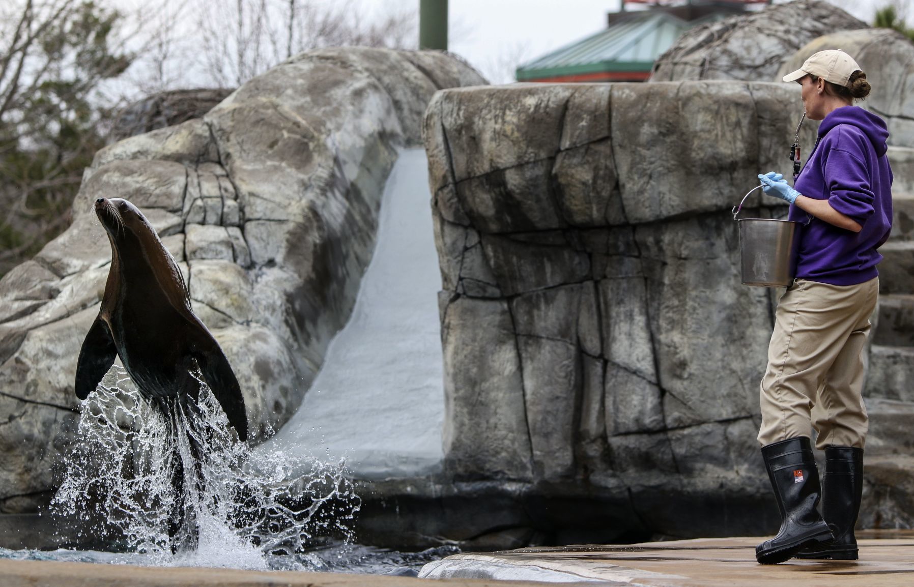 Sea Lions Get Into Shape